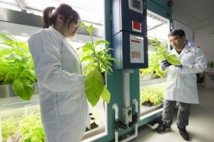 Tảo lục hứa hẹn sẽ gi&uacute;p tăng sản lượng lương thực