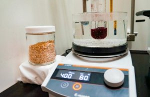 Phương ph&aacute;p mới gi&uacute;p tăng gấp đ&ocirc;i sản lượng đường từ thực vật
