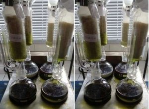 Bảo vệ c&acirc;y l&uacute;a bằng c&aacute;ch khai th&aacute;c sự ph&ograve;ng thủ tự nhi&ecirc;n của c&acirc;y