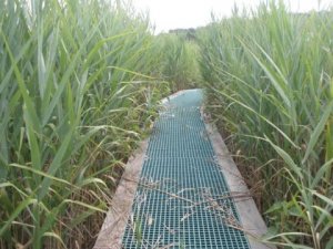 Thực vật x&acirc;m lấn th&uacute;c đẩy c&aacute;c nguồn dự trữ c&aacute;c bon xanh
