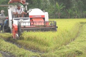 Đầu tư khoa học trong n&ocirc;ng nghiệp: Chỉ bằng 1/10 Th&aacute;i Lan