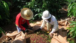 Xuất khẩu c&agrave; ph&ecirc; chế biến tăng nhanh