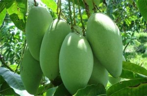 Xo&agrave;i hữu cơ được sản xuất như thế n&agrave;o?