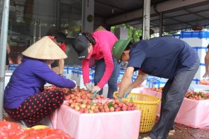 Lĩnh vực trồng trọt: L&agrave;m sao vượt qua ngưỡng cao của năm 2018?