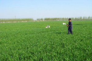 Dụng cụ cảm biến &aacute;nh s&aacute;ng gi&uacute;p người trồng hiểu biết th&ecirc;m về nitơ