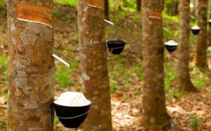 Cao su xuất khẩu bội thu trong th&aacute;ng đầu năm 2019