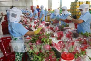 Xuất khẩu rau quả hướng tới mục ti&ecirc;u đạt kim ngạch 4,2 tỷ USD