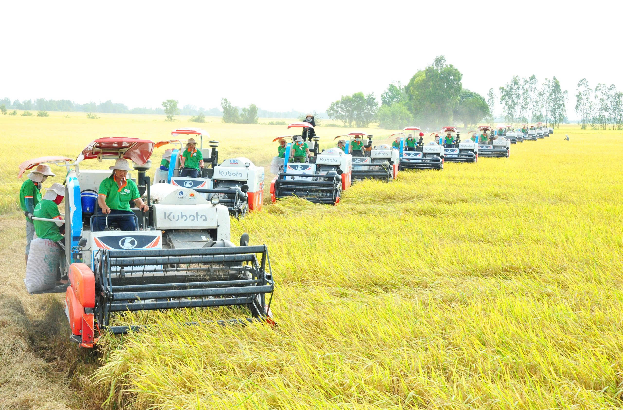 Hạt gạo vươn m&igrave;nh c&ugrave;ng đất nước 