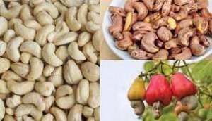 Xuất khẩu hạt điều th&aacute;ng 1/2022 giảm cả về khối lượng v&agrave; kim ngạch