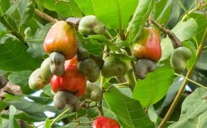 TT hạt điều th&aacute;ng 6/2019: Gi&aacute; ổn định
