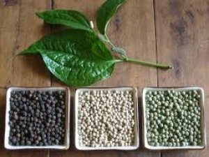 Thị trường hạt ti&ecirc;u tuần đến 18/2: gi&aacute; kh&ocirc;ng đổi