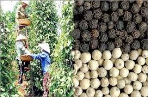 Thị trường hạt ti&ecirc;u ng&agrave;y 22/3: Gi&aacute; giảm ng&agrave;y thứ ba li&ecirc;n tiếp 