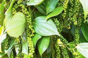 TT hạt ti&ecirc;u tuần 49: Gi&aacute; kh&ocirc;ng đổi qua một tuần giao dịch
