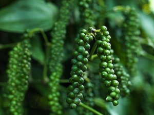 TT hạt ti&ecirc;u ng&agrave;y 21/8: Gi&aacute; tại B&agrave; Rịa &ndash; Vũng T&agrave;u vẫn giữ vững ở 45.000 đồng/kg