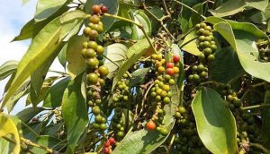 TT hạt ti&ecirc;u tuần 35: Gi&aacute; giảm 500 &ndash; 1.000 đồng so với tuần trước