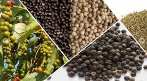 Thị trường hồ ti&ecirc;u th&aacute;ng 7/2021: Xuất khẩu hạt ti&ecirc;u chậm lại do ảnh hưởng của dịch COVID-19