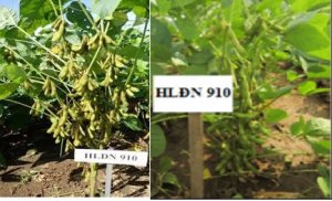 X&aacute;c định mật độ v&agrave; lượng ph&acirc;n b&oacute;n th&iacute;ch hợp cho giống đậu tương HLĐN 910 ở v&ugrave;ng Đ&ocirc;ng Nam Bộ V&agrave; Đồng Bằng S&ocirc;ng Cửu Long