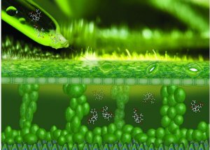 C&ocirc;ng ngh&ecirc;̣ giúp c&acirc;y thu&ocirc;́c lá ti&ecirc;́t ki&ecirc;̣m nước