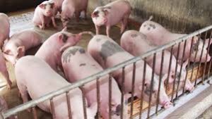B&aacute;o c&aacute;o thị trường heo hơi 2023: Th&aacute;ch thức tiếp tục bủa v&acirc;y ng&agrave;nh chăn nu&ocirc;i heo to&agrave;n cầu