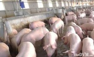 Dự b&aacute;o gi&aacute; heo hơi ng&agrave;y 28/2: Đ&agrave; tăng chưa c&oacute; dấu hiệu dừng lại