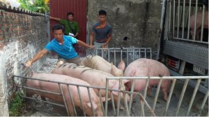 Cần số h&oacute;a dữ liệu ng&agrave;nh chăn nu&ocirc;i để tăng t&iacute;nh dự b&aacute;o