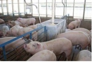 Gi&aacute; thịt heo h&ocirc;m 30/3: Tiếp tục kh&ocirc;ng xuất hiện điều chỉnh