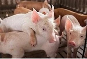 Gi&aacute; heo hơi h&ocirc;m nay 12/11: Lặng s&oacute;ng tr&ecirc;n cả nước
