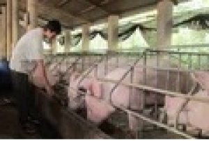 Thị trường heo hơi th&aacute;ng 10/2021: Gi&aacute; heo hơi giảm mạnh tr&ecirc;n to&agrave;n cầu, nhưng phục hồi tại Việt Nam, Trung Quốc