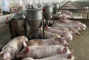 Thị trường heo hơi năm 2022: Khủng hoảng tiếp tục đeo b&aacute;m thị trường