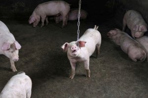 Bản tin thị trường thịt trong nước v&agrave; quốc tế th&aacute;ng 6.2021 