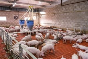 Dự b&aacute;o gi&aacute; heo hơi ng&agrave;y 2/10: Dần ổn định tại nhiều địa phương