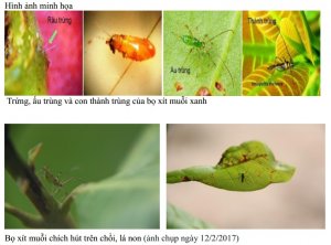 Mùa vụ điều 2017, khó khăn chồng khó khăn