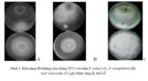 Ph&acirc;n lập v&agrave; định danh nấm trichoderma đối kh&aacute;ng với t&aacute;c nh&acirc;n g&acirc;y bệnh v&agrave;ng l&aacute;, thối rễ tr&ecirc;n c&acirc;y c&oacute; m&uacute;i tại một số tỉnh đồng bằng s&ocirc;ng Cửu Long