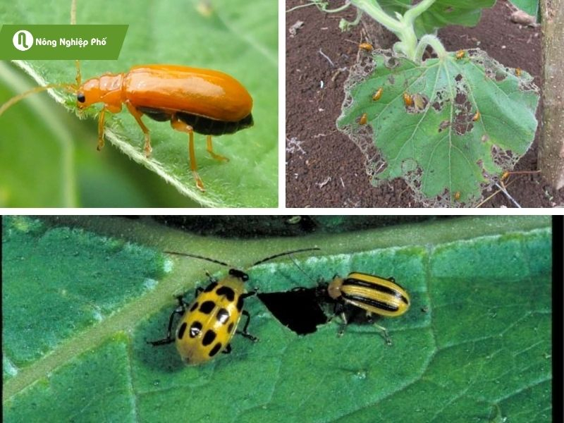 Hiện trạng canh t&aacute;c, th&agrave;nh phần s&acirc;u hại v&agrave; thi&ecirc;n địch tr&ecirc;n c&acirc;y họ dưa bầu b&iacute; (Cucurbitaceae) tại th&agrave;nh phố Cần Thơ