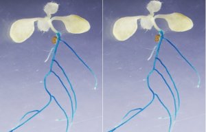 C&aacute;c nh&agrave; khoa học x&aacute;c định protein k&iacute;ch hoạt phản ứng của thực vật đối với sự thiếu hụt nitơ