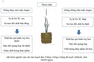 Nghi&ecirc;n cứu l&agrave;m s&aacute;ng tỏ cơ chế chống chịu mặn của l&uacute;a mạch đen &Yacute;