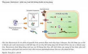 Tổng quan: Bacteriocin &ndash; ph&acirc;n loại, hoạt t&iacute;nh kh&aacute;ng khuẩn v&agrave; ứng dụng