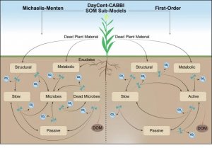 DayCent-CABBI: M&ocirc; h&igrave;nh mới t&iacute;ch hợp vi khuẩn trong đất, cỏ l&acirc;u năm