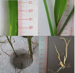 Ảnh hưởng của nồng độ ph&egrave;n sắt đến khả năng sinh trưởng của một số d&ograve;ng/giống l&uacute;a trong điều kiện nh&acirc;n tạo