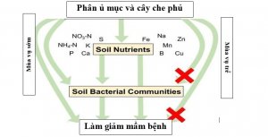 Ph&acirc;n ủ mục hữu cơ c&oacute; thể gi&uacute;p người n&ocirc;ng d&acirc;n ngăn chặn b&ugrave;ng ph&aacute;t dịch bệnh ph&aacute;t sinh từ thực phẩm