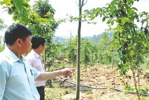 Ph&aacute;t triển kinh tế vườn ở T&acirc;y Nguy&ecirc;n: Lợi thế v&agrave; giải ph&aacute;p