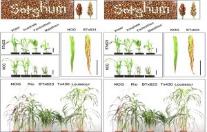 X&aacute;c định c&aacute;c gen chịu tr&aacute;ch nhiệm l&agrave;m l&aacute; h&oacute;a n&acirc;u sau khi xử l&yacute; thuốc trừ s&acirc;u