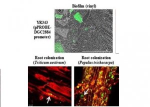 C&aacute;c nh&agrave; khoa học x&aacute;c định những gene quan trọng đối với sự cư tr&uacute; của vi khuẩn ở rễ c&acirc;y