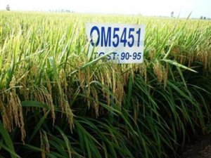 Hiệu suất sử dụng ph&acirc;n N, P, K theo thời gian v&agrave; m&ugrave;a vụ cho L&uacute;a OM5451 ở v&ugrave;ng đất  ph&egrave;n tr&ecirc;n cơ cấu 2 l&uacute;a tại Hậu Giang