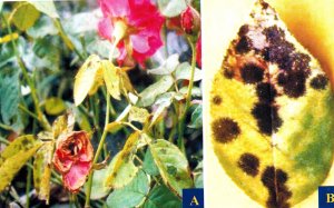 Tuyển chọn chủng vi sinh vật đối kh&aacute;ng vi khuẩn v&agrave; nấm g&acirc;y bệnh đốm l&aacute; tr&ecirc;n c&acirc;y hoa hồng