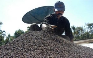 Xuất khẩu hồ ti&ecirc;u tăng lượng, giảm gi&aacute; trị 