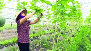 Giải ph&aacute;p tạo đột ph&aacute;, n&acirc;ng cao hiệu quả hoạt động của c&aacute;c HTX tham gia chuỗi gi&aacute; trị n&ocirc;ng sản