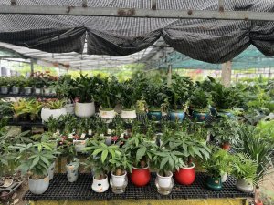 Ng&agrave;nh hoa, c&acirc;y cảnh c&oacute; dư địa tăng trưởng lớn