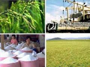 Con đường ph&aacute;t triển n&ocirc;ng nghiệp bền vững - B&agrave;i cuối: Đẩy mạnh li&ecirc;n kết v&ugrave;ng