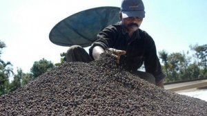 Xuất khẩu ti&ecirc;u giảm mạnh về gi&aacute; trị, thị trường vẫn chưa thể khởi sắc
